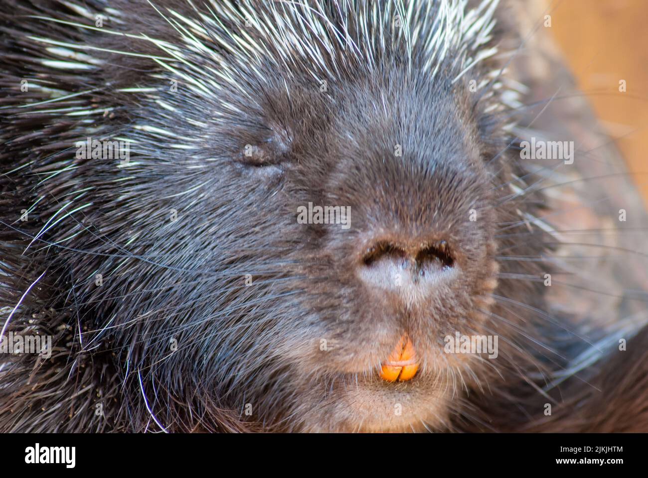 A closeup of the Cape porcupine, Hystrix africaeaustralis or South African porcupine. Stock Photo