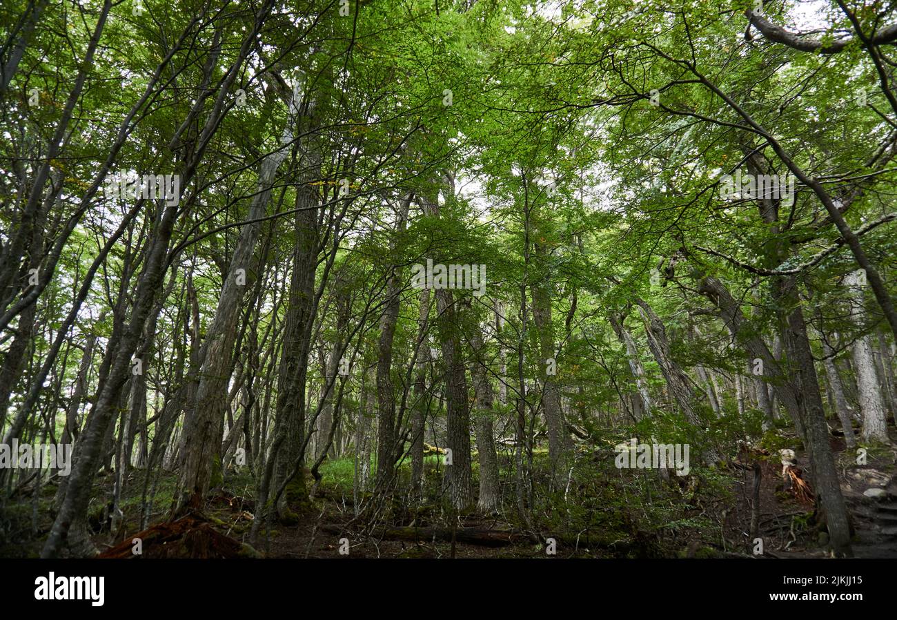 A low angle shot of tall trees with green leaves under the beautiful ...