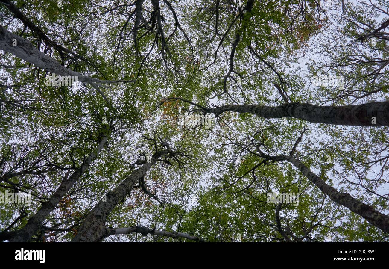 A low angle shot of tall trees with green leaves under the beautiful ...