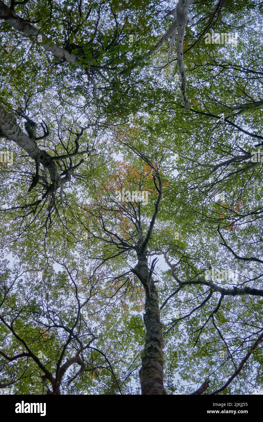 A low angle shot of tall trees with green leaves under the beautiful ...