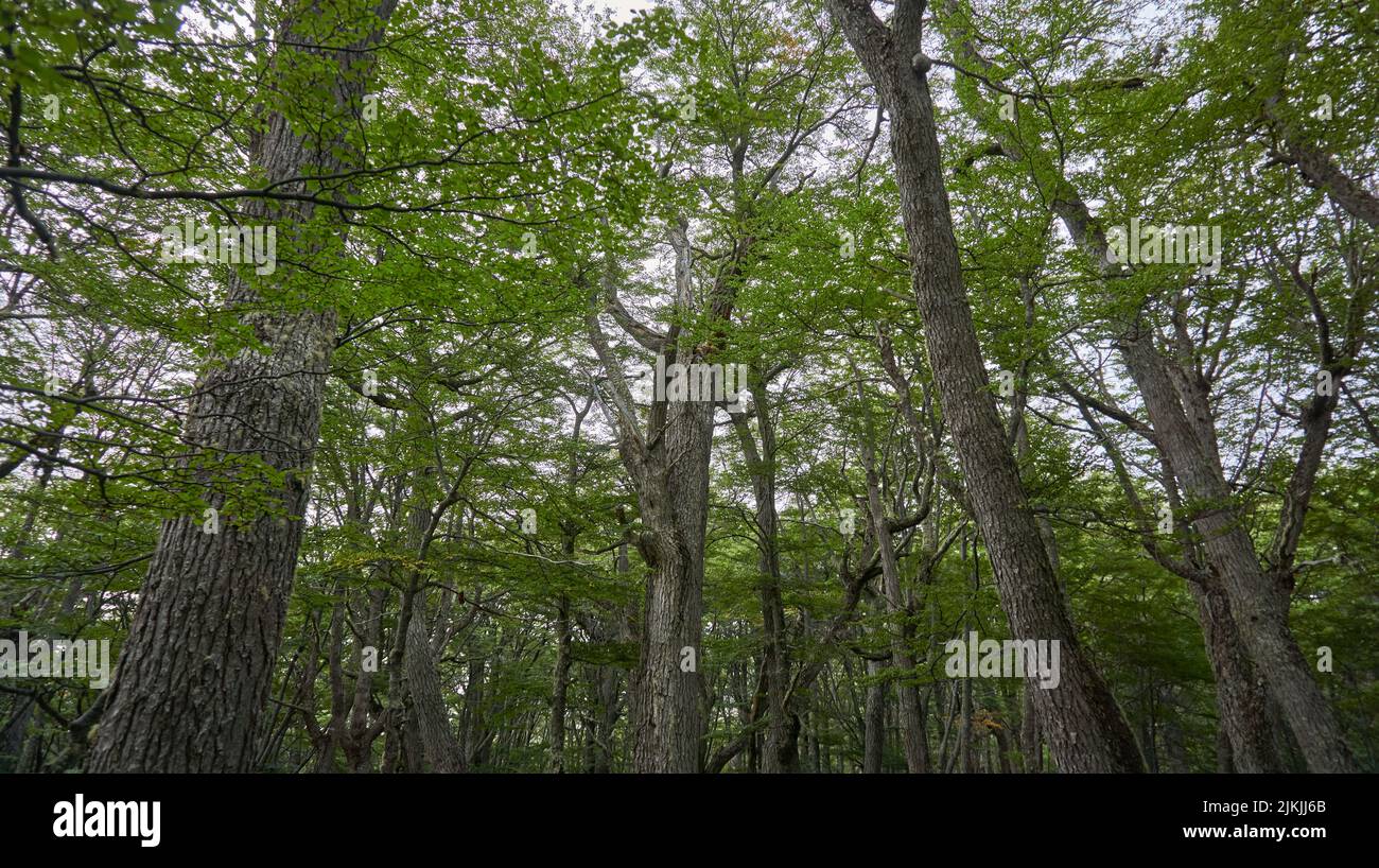 A low angle shot of tall trees with green leaves under the beautiful ...