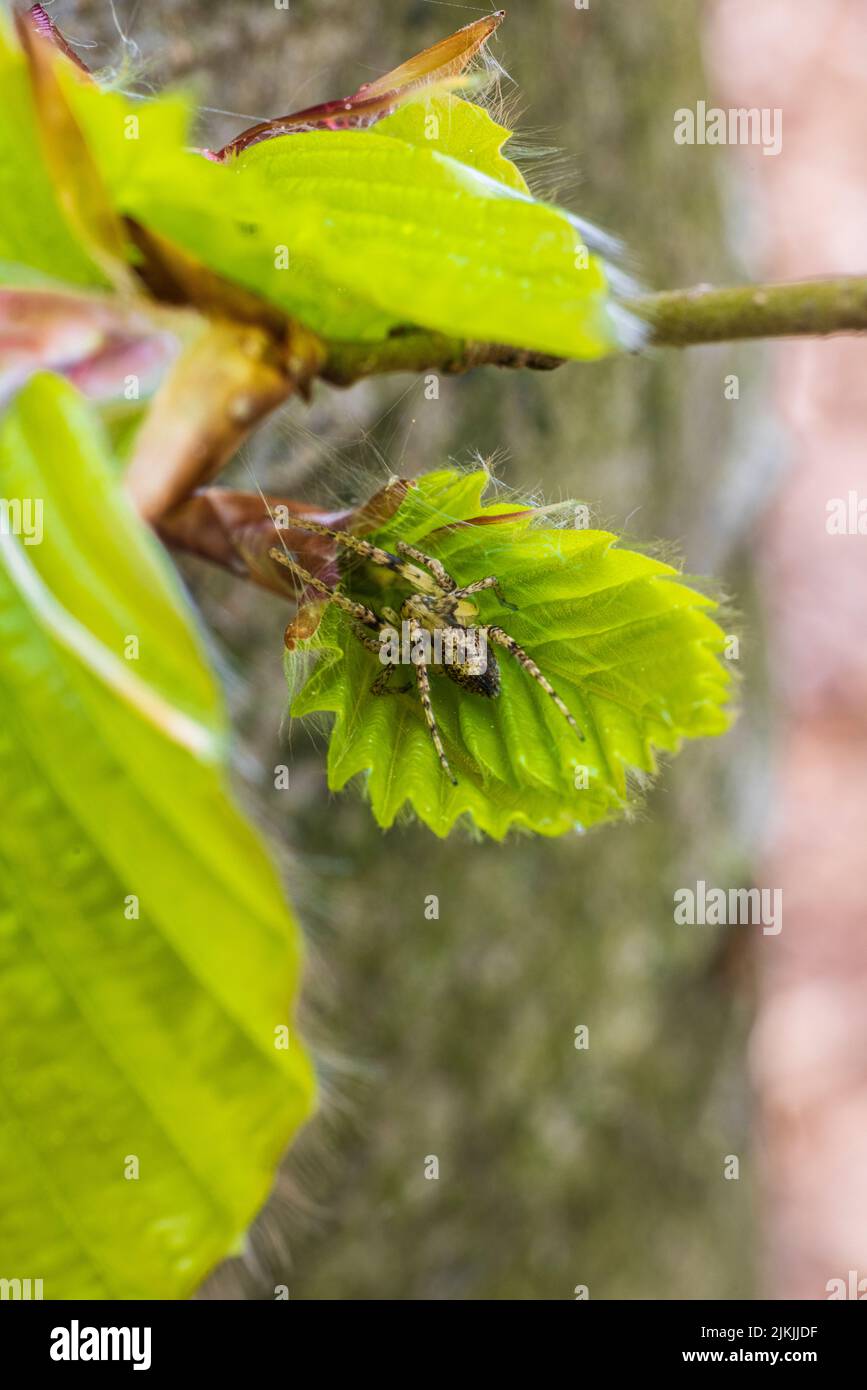 Beech, leaves, young shoots (Fagus sylvatica) Stock Photo