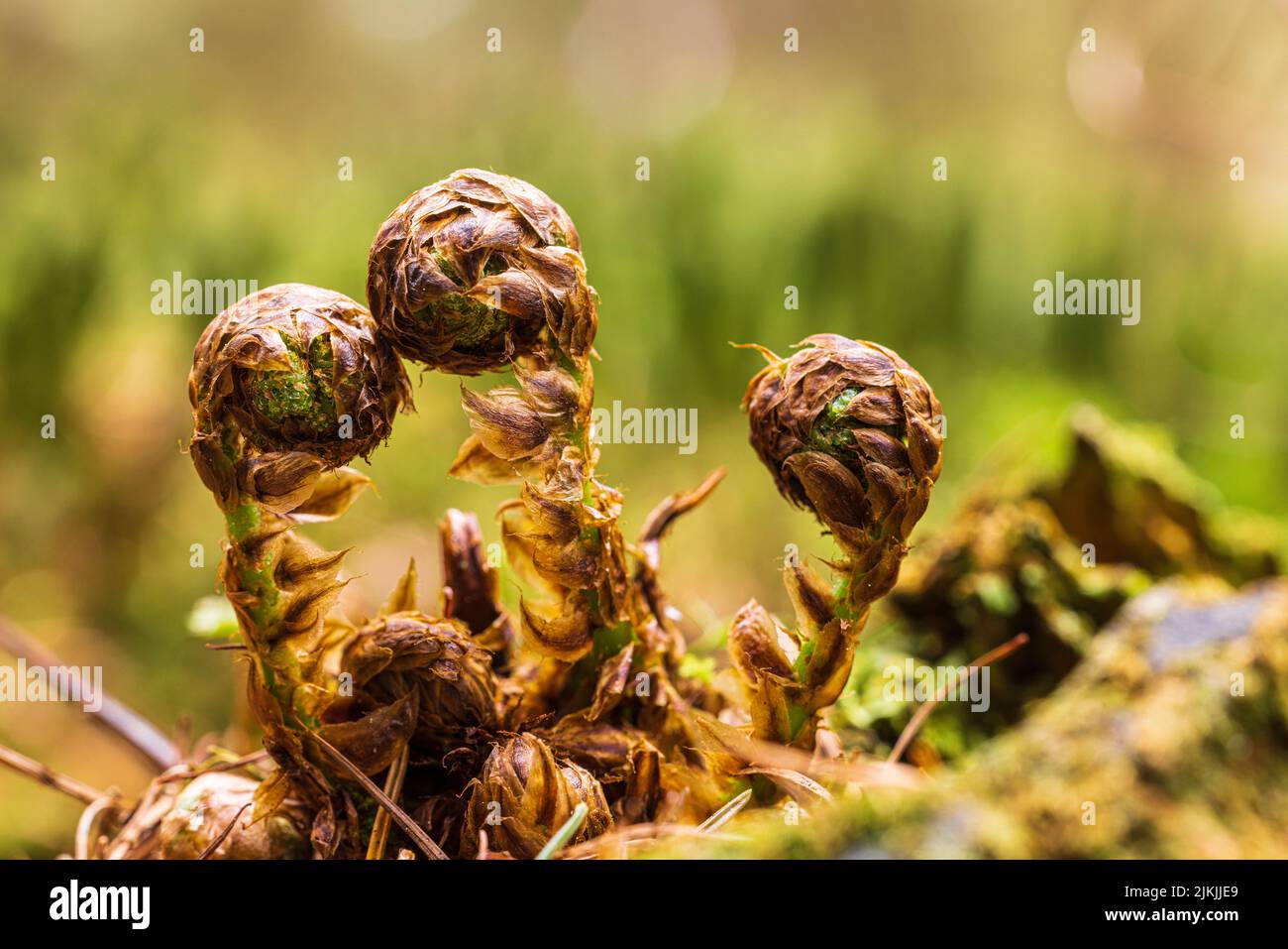 Fern in spring, fresh and ready to unfold Stock Photo