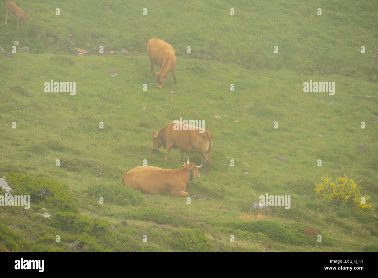 brown cows in the middle of a mountain with fog Stock Photo - Alamy