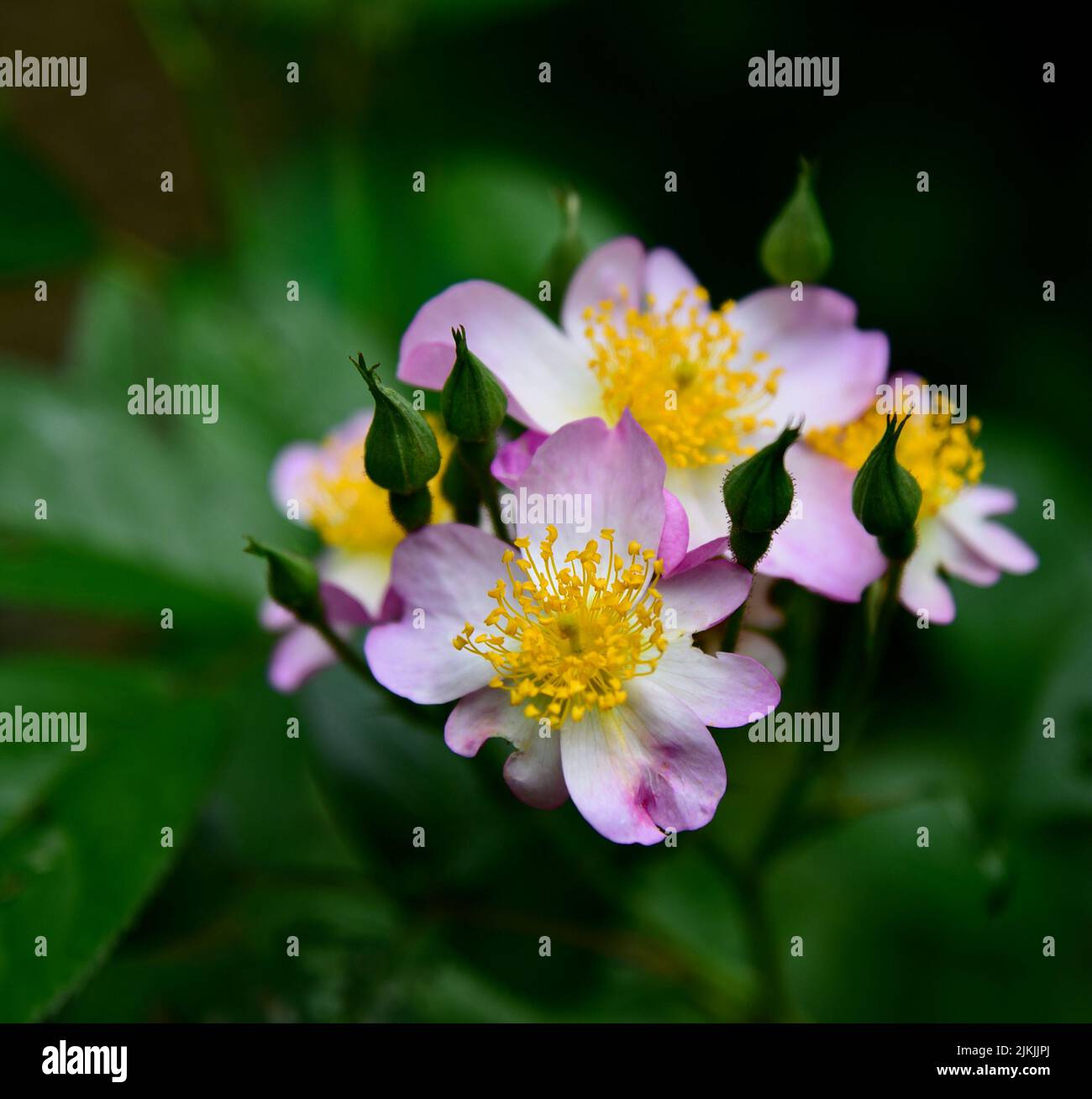 Yellow and purple rose hi-res stock photography and images - Alamy