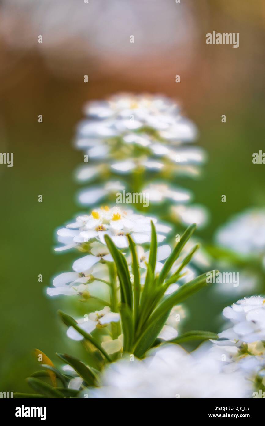 Bitter ribbon flower with dew, medicinal plant Stock Photo