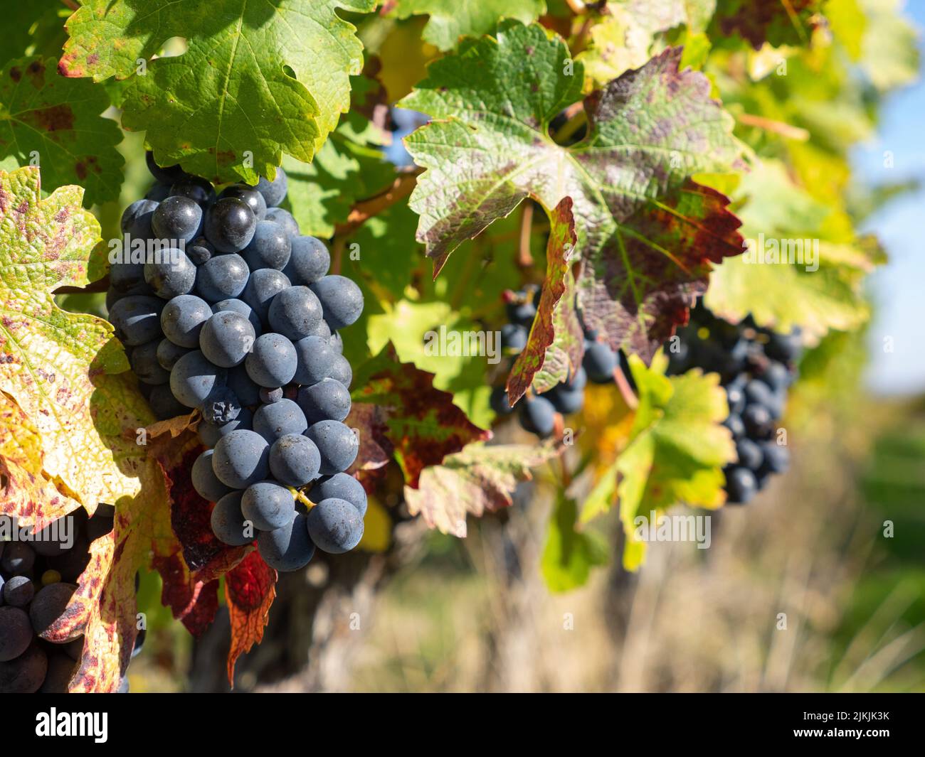 Grapes close up france sunlight hires stock photography and images Alamy