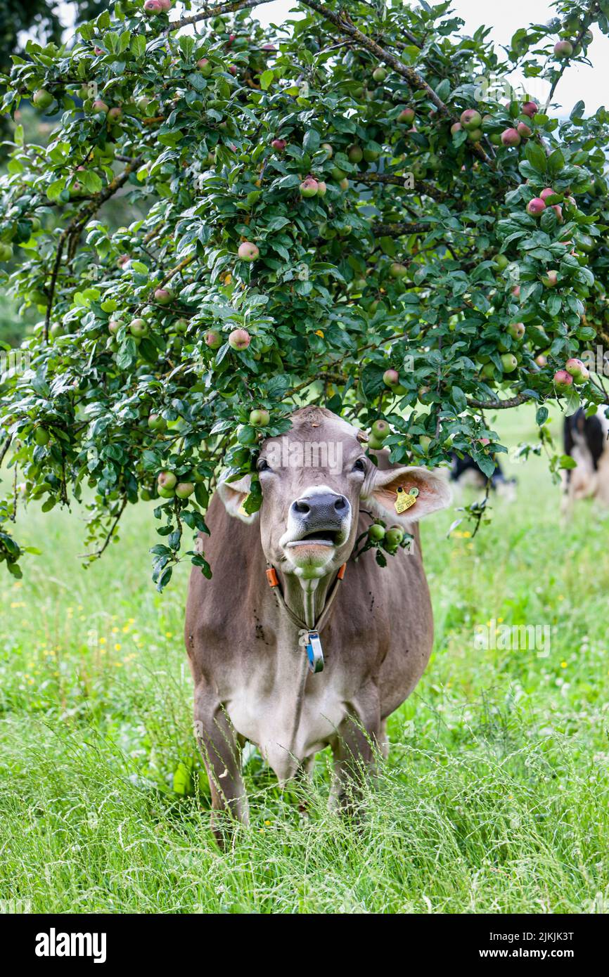 Cow eats apple from tree on meadow orchard in Allgäu, brown cattle