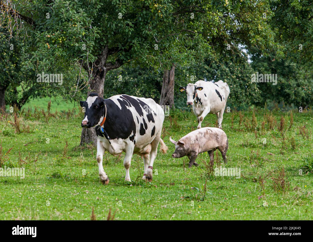 Cows and pig running on a meadow orchard in Allgäu region Stock Photo Alamy