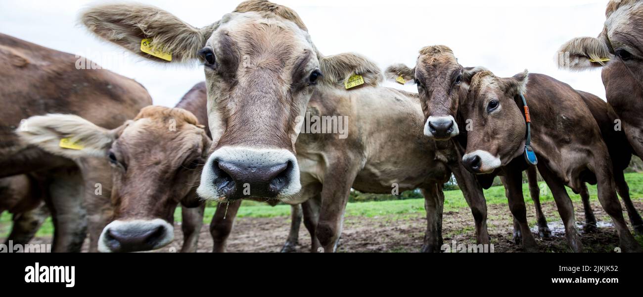 Herd of cows on a meadow, brown cattle in Allgäu region Stock Photo - Alamy