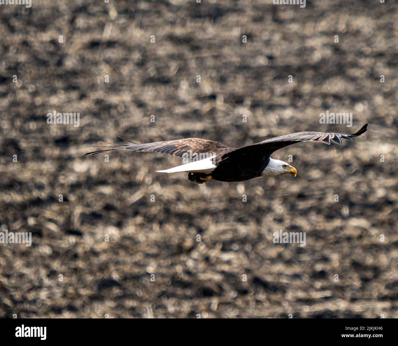 Flying bald eagle fly hi-res stock photography and images - Alamy