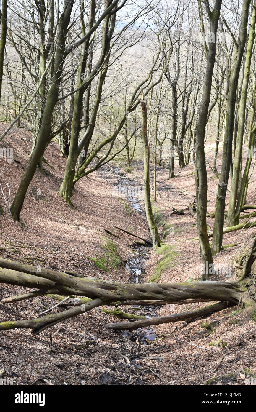 A vertical shot of Tockholes and Roddlesworth woodland. Lancashire, North West England. Stock Photo