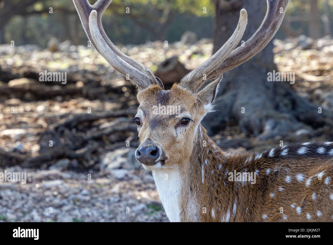 A reindeer in a forest in New Barnfuls, Texas Stock Photo