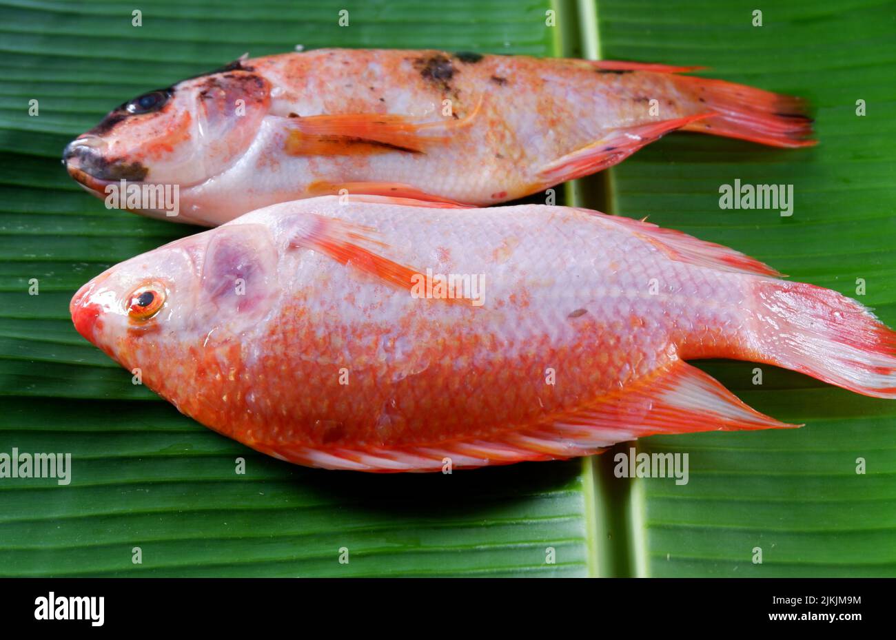 goldfish isolated on banana leaf background Stock Photo Alamy