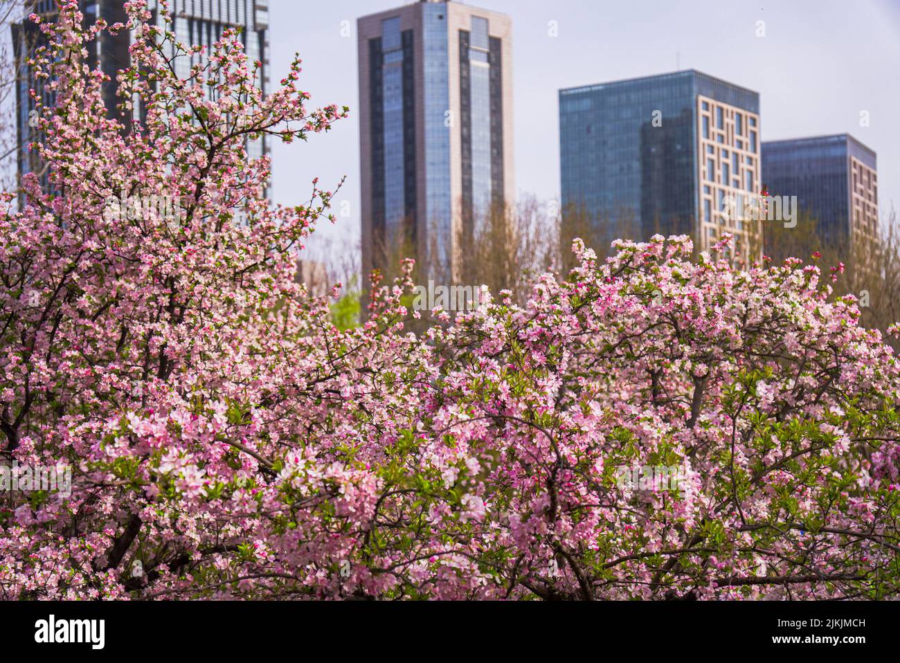 A beautiful view of tall buildings from a garden with blossom trees