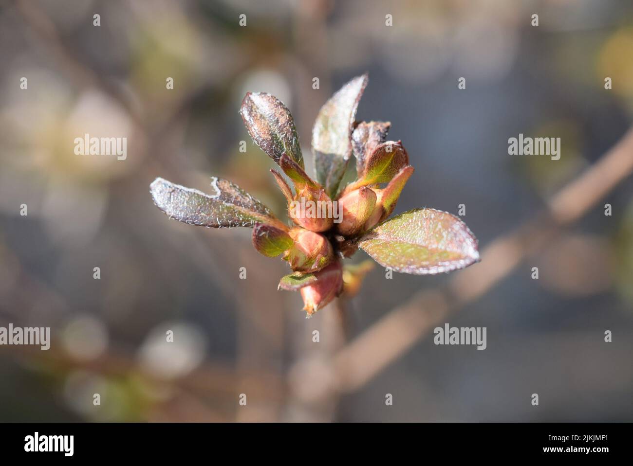 A closeup of a budding branch on a blurred background Stock Photo