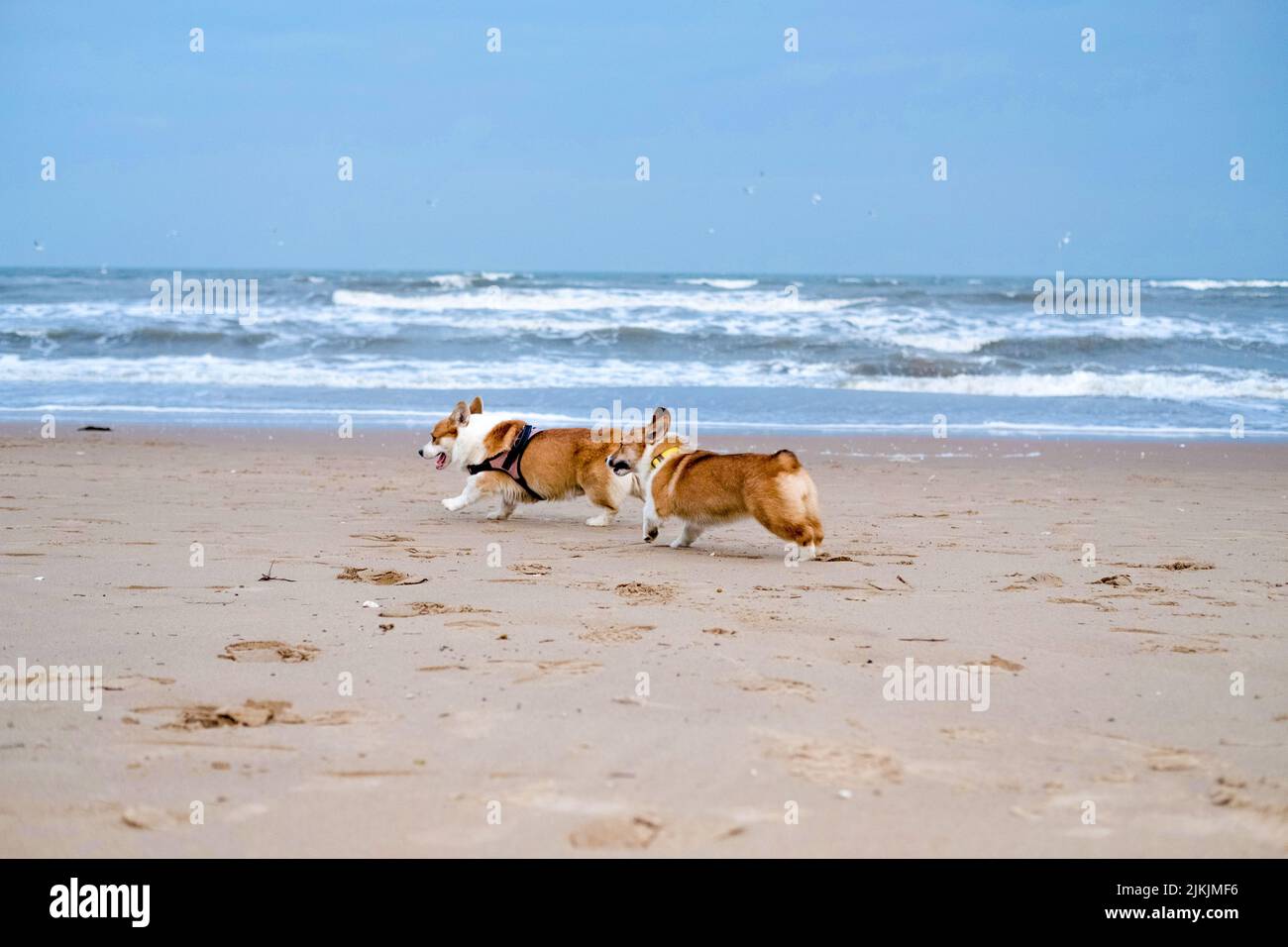 Two welsh corgi dogs running on the beach in the daytime. Stock Photo