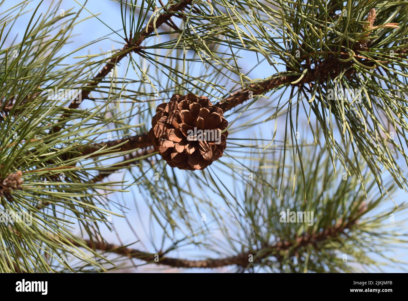 A closeup of a pine cone on a branch Stock Photo - Alamy
