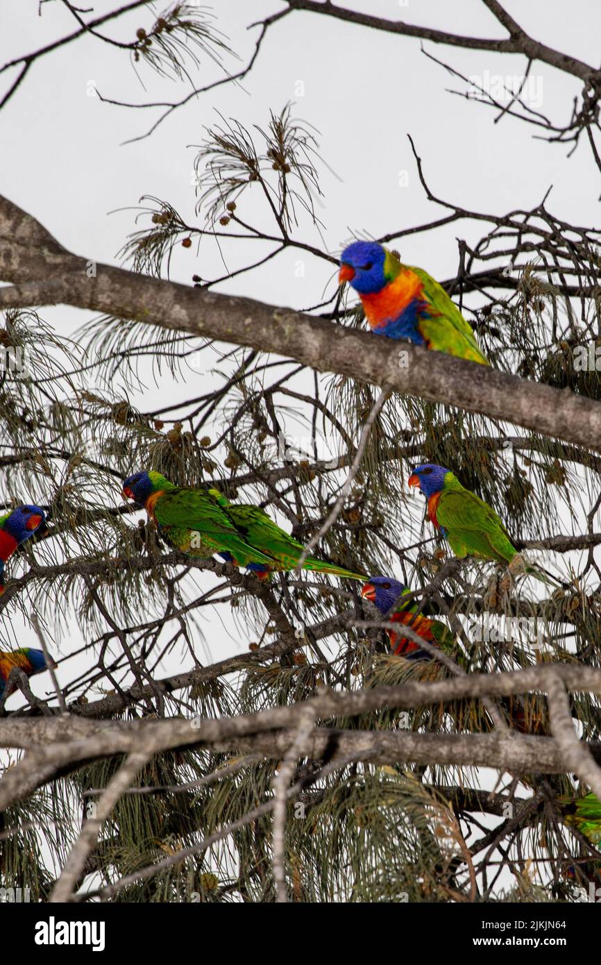 A vertical shot of coconut lorikeet birds perched on a tree Stock Photo
