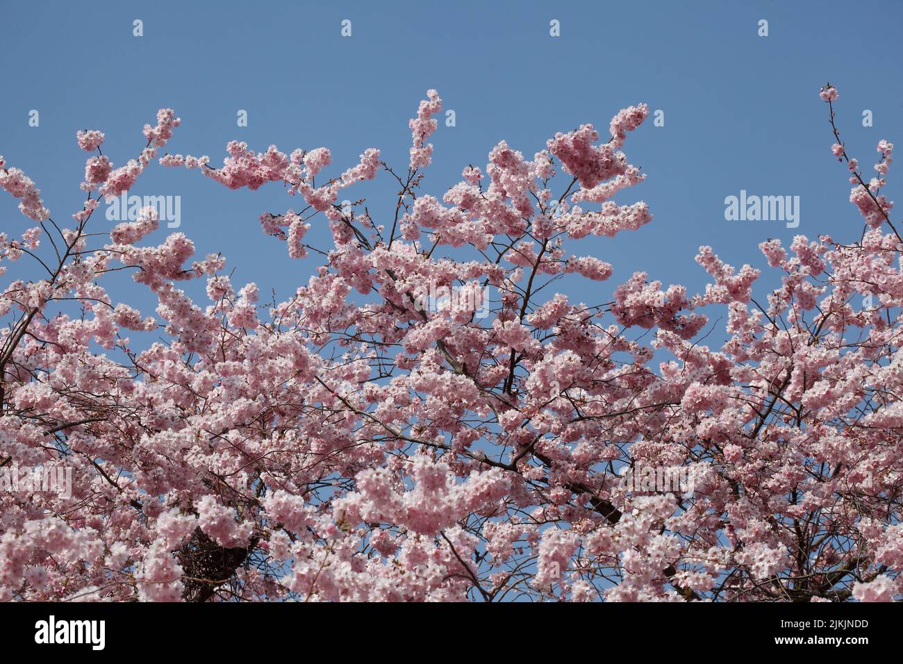 Rosa Kirschblüten auf  Baumzweigen, Blauer Himmel Stock Photo