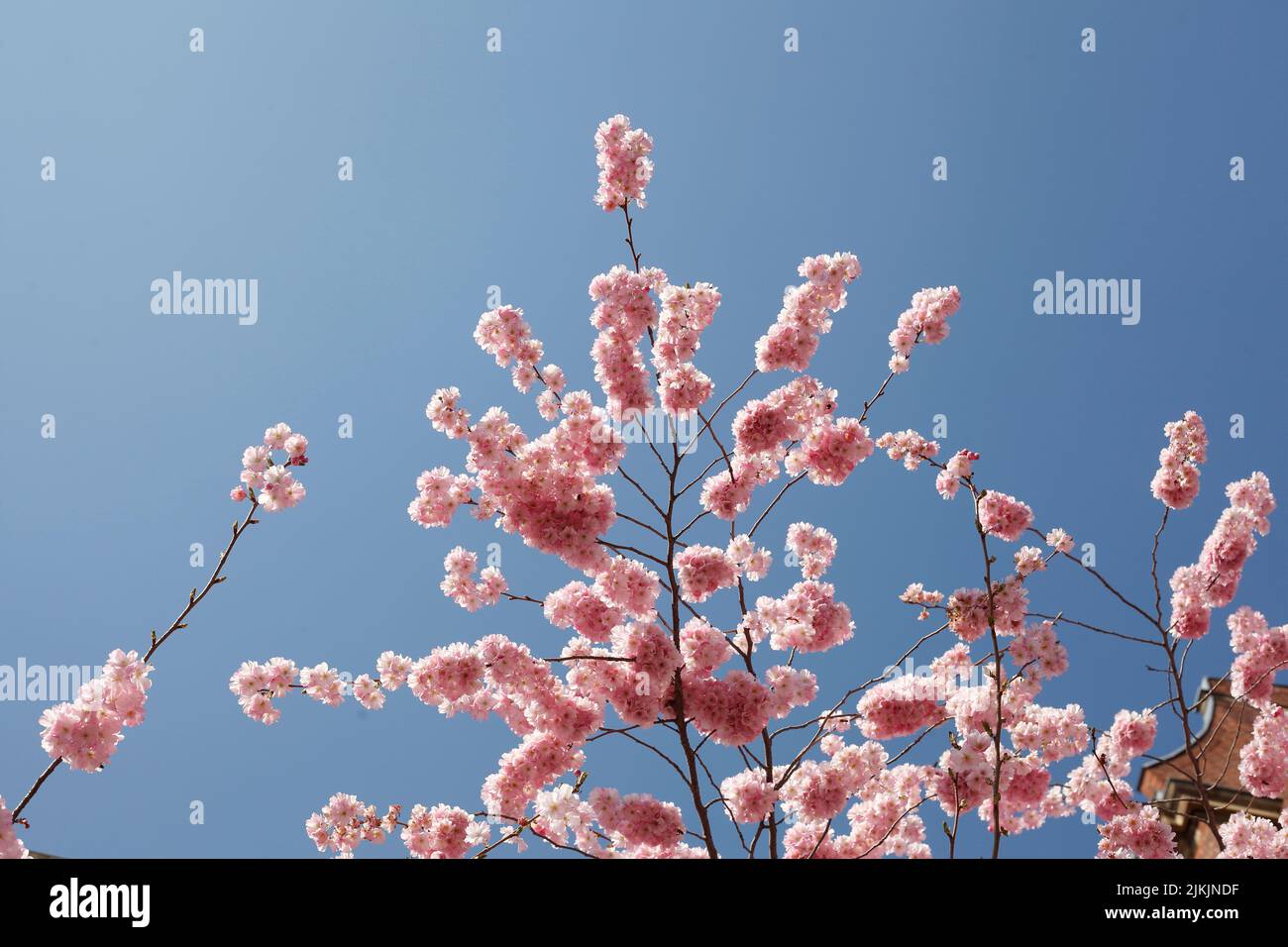 Rosa Kirschblüten auf  Baumzweigen, Blauer Himmel Stock Photo