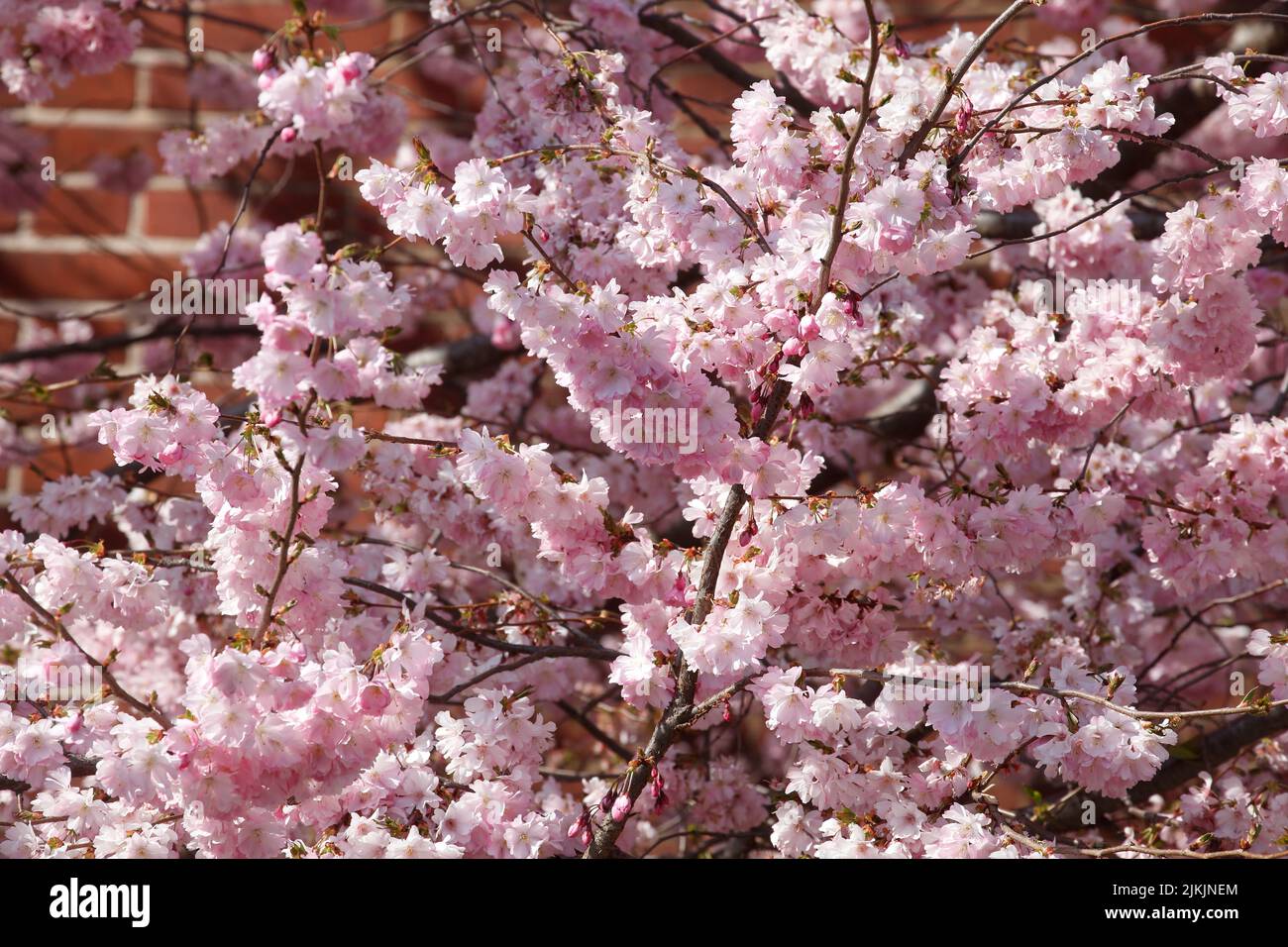 Rosa Kirschblüten auf  Baumzweigen, Hintergrundbild, Deutschland Stock Photo