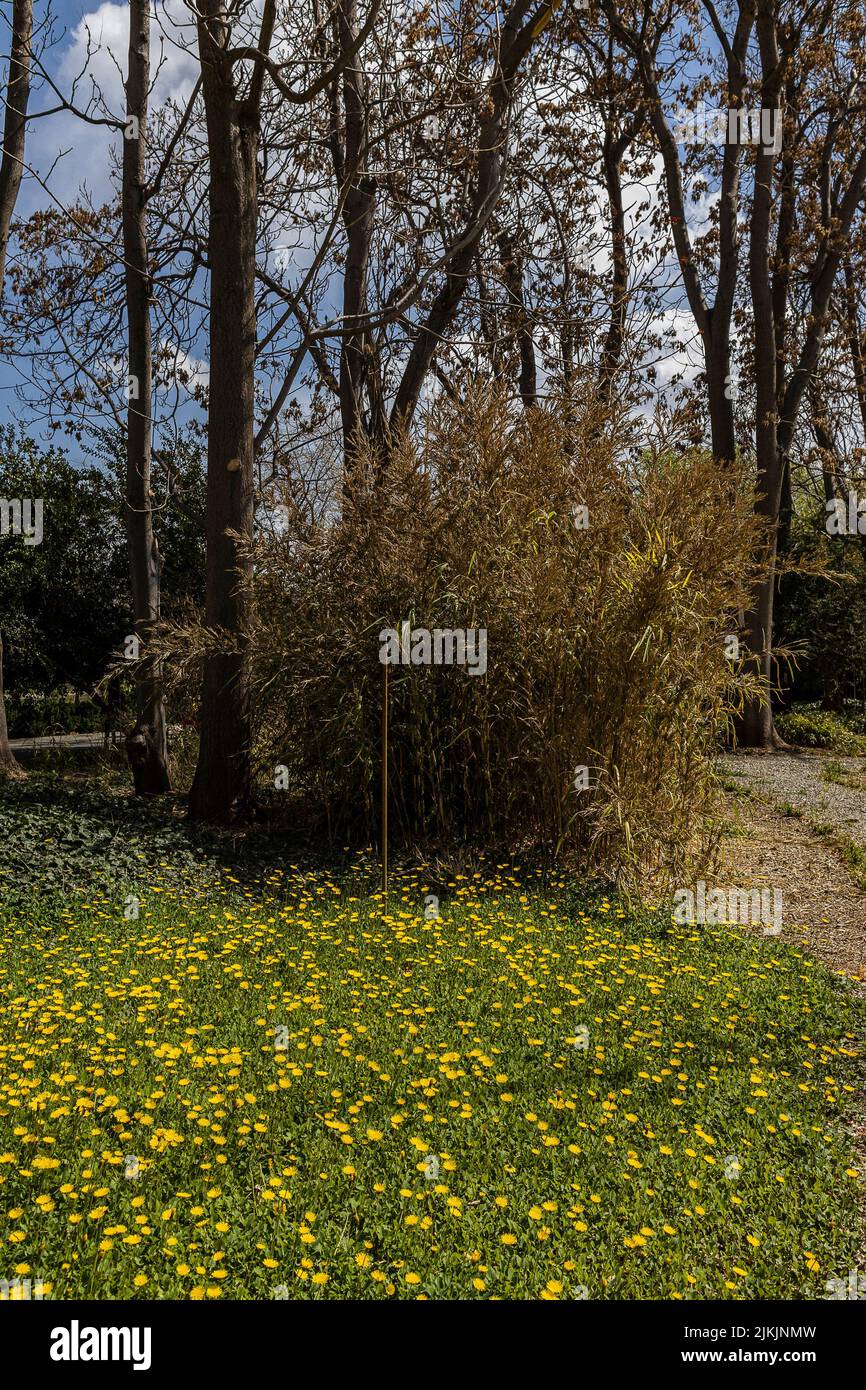 A vertical shot of green trees and yellow flowers in National Iranian