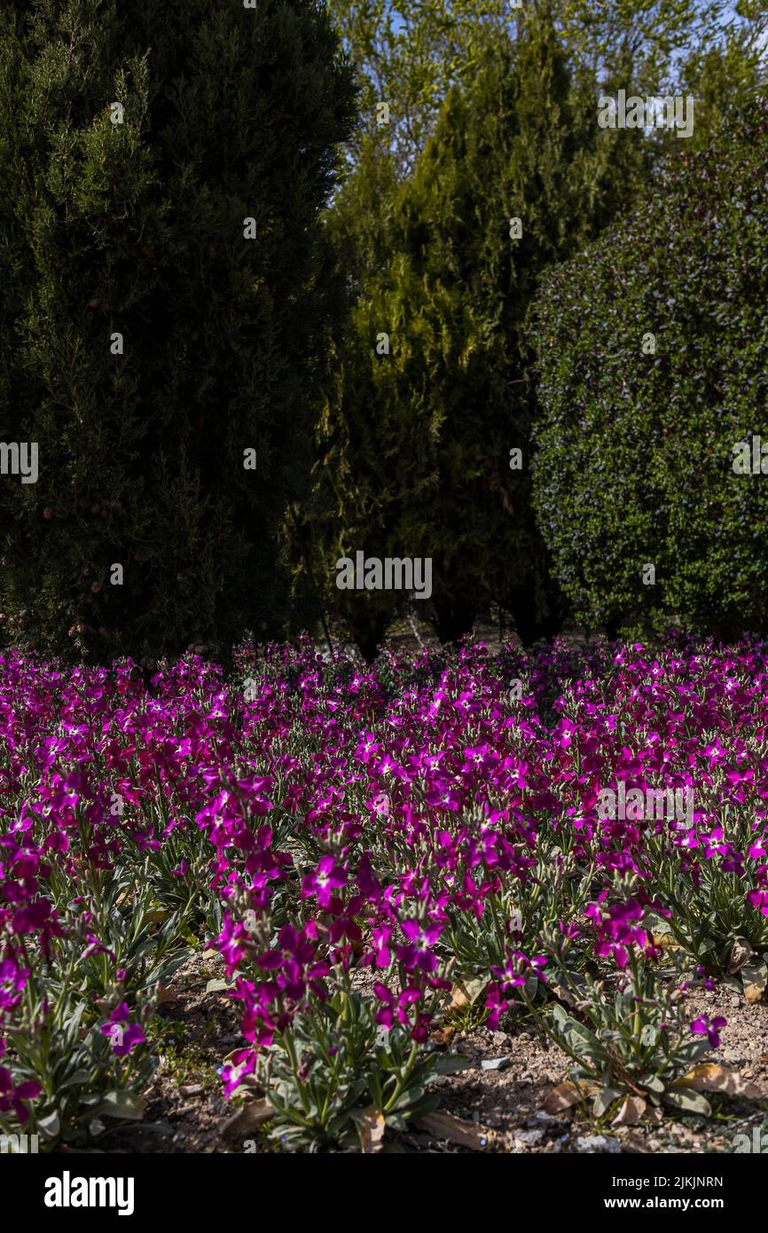 A vertical shot of green trees and purple flowers in National Iranian
