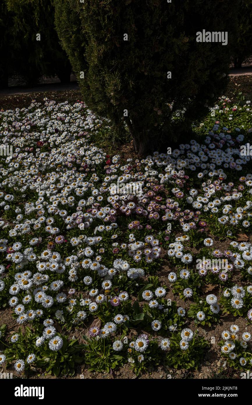 The flowers in National Botanical Garden in Tehran, Iran Stock Photo