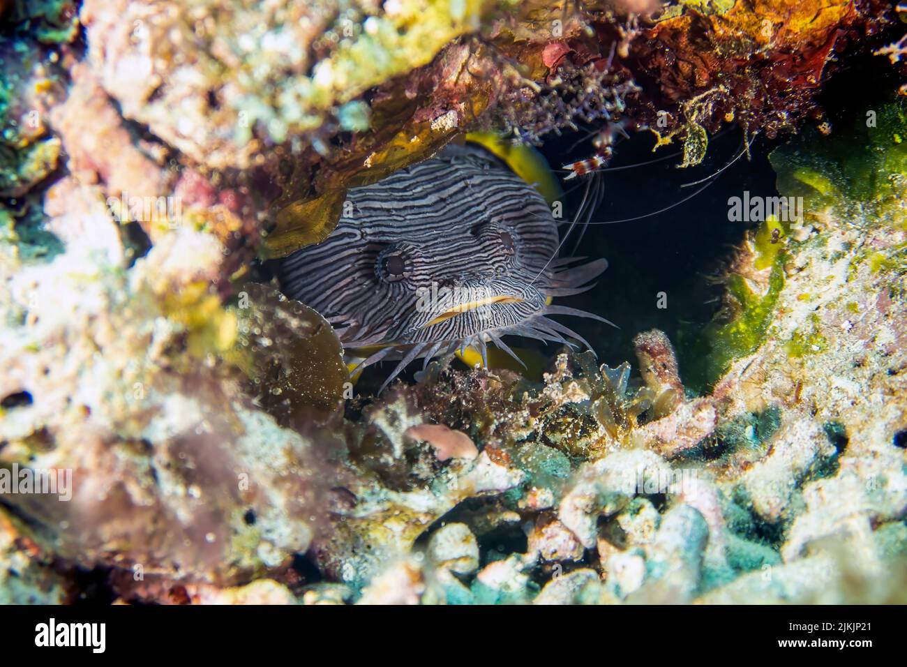 The Splendid Toadfish - Scuba Diver Life