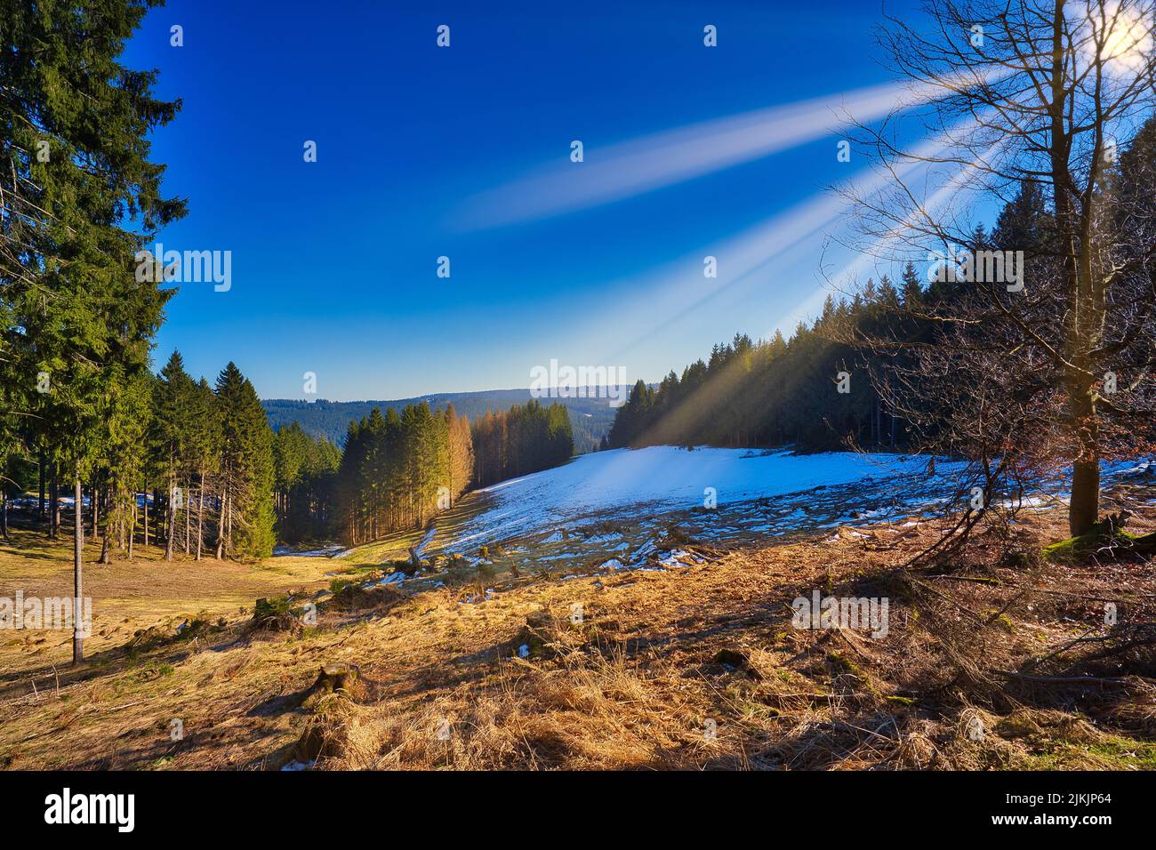 The Thuringian Forest, Germany, with tall trees and the sun rays melting the snow Stock Photo