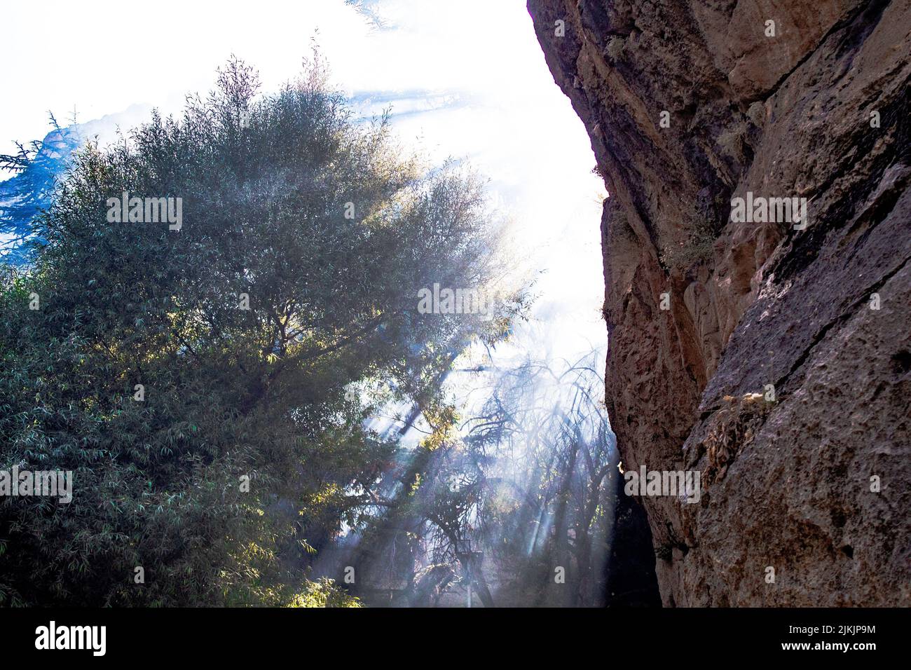 The view from below the trees and sunlight Stock Photo - Alamy