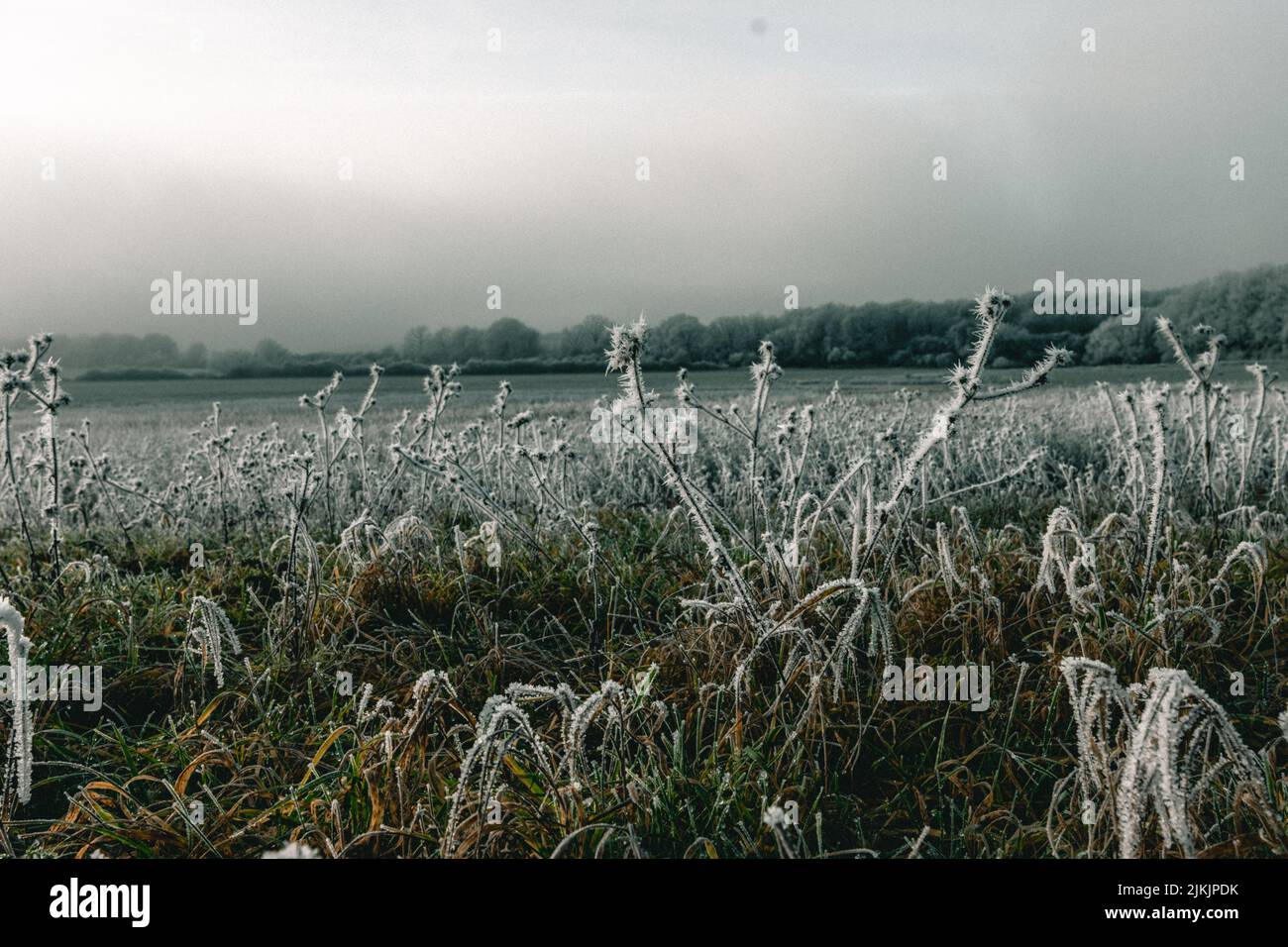 A view of frost plants in a field on a cold day Stock Photo