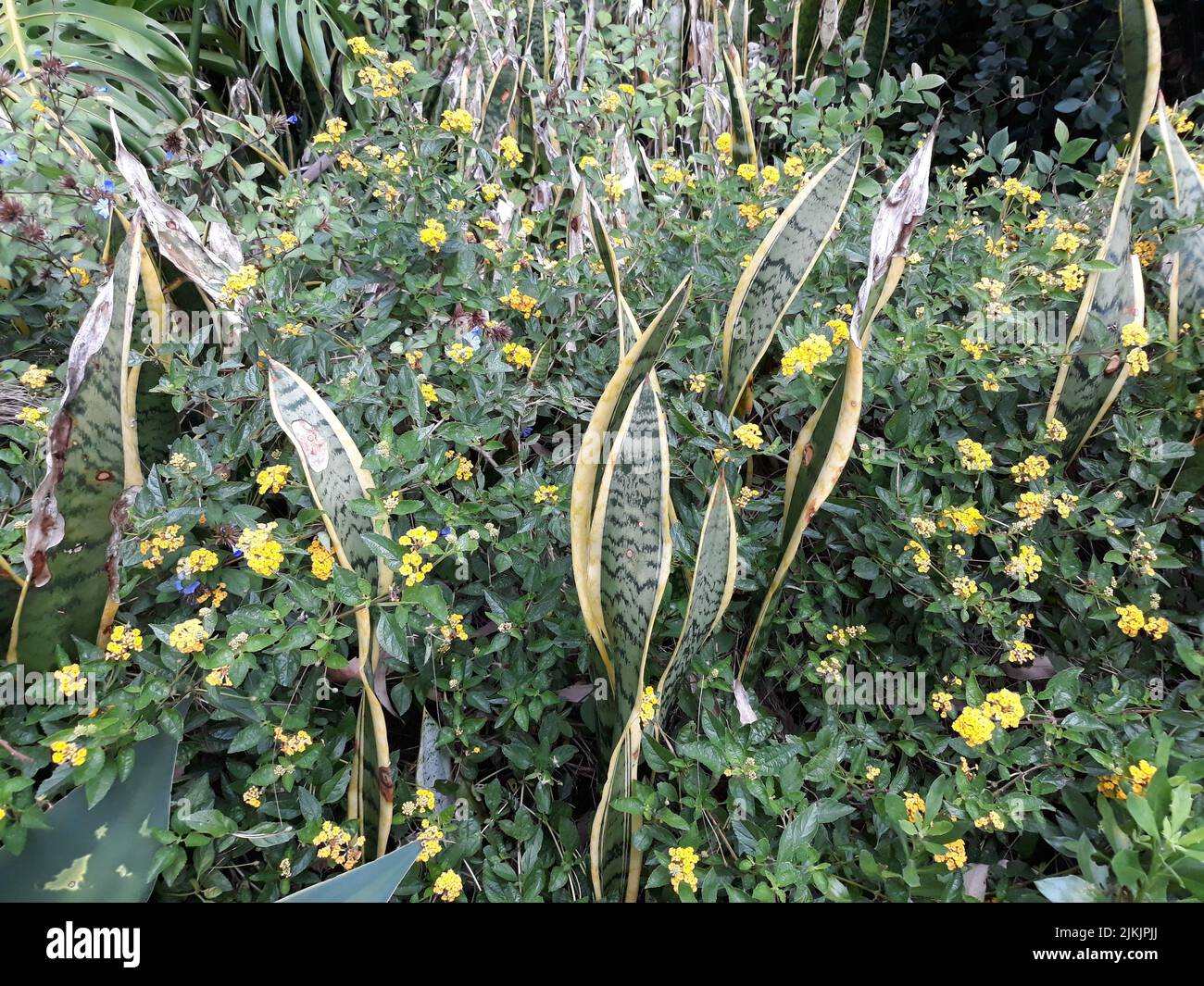 A closeup shot of a snake plant blossoming in the garden Stock Photo