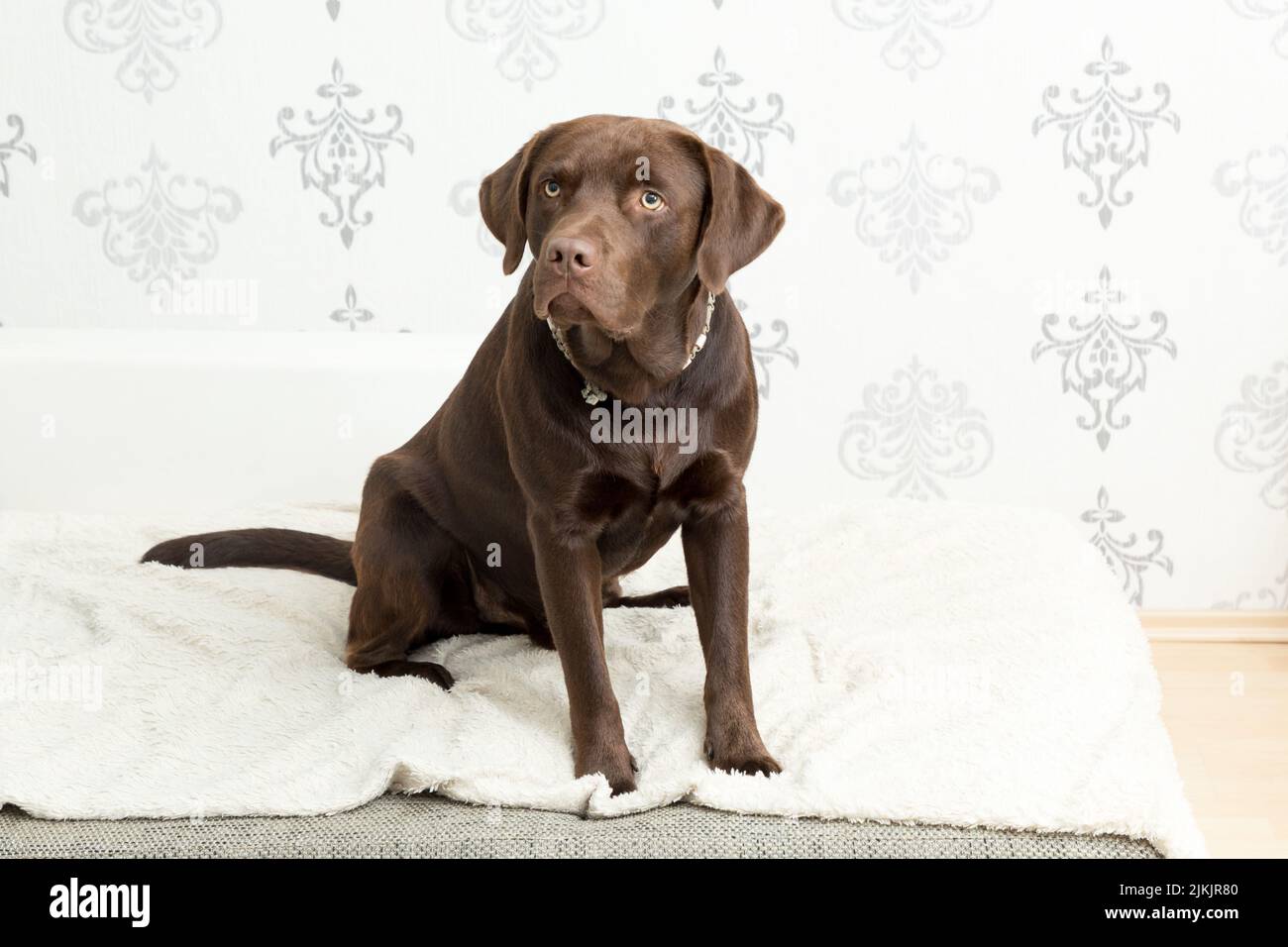 A brown labrador dog sitting in the livingroom Stock Photo Alamy
