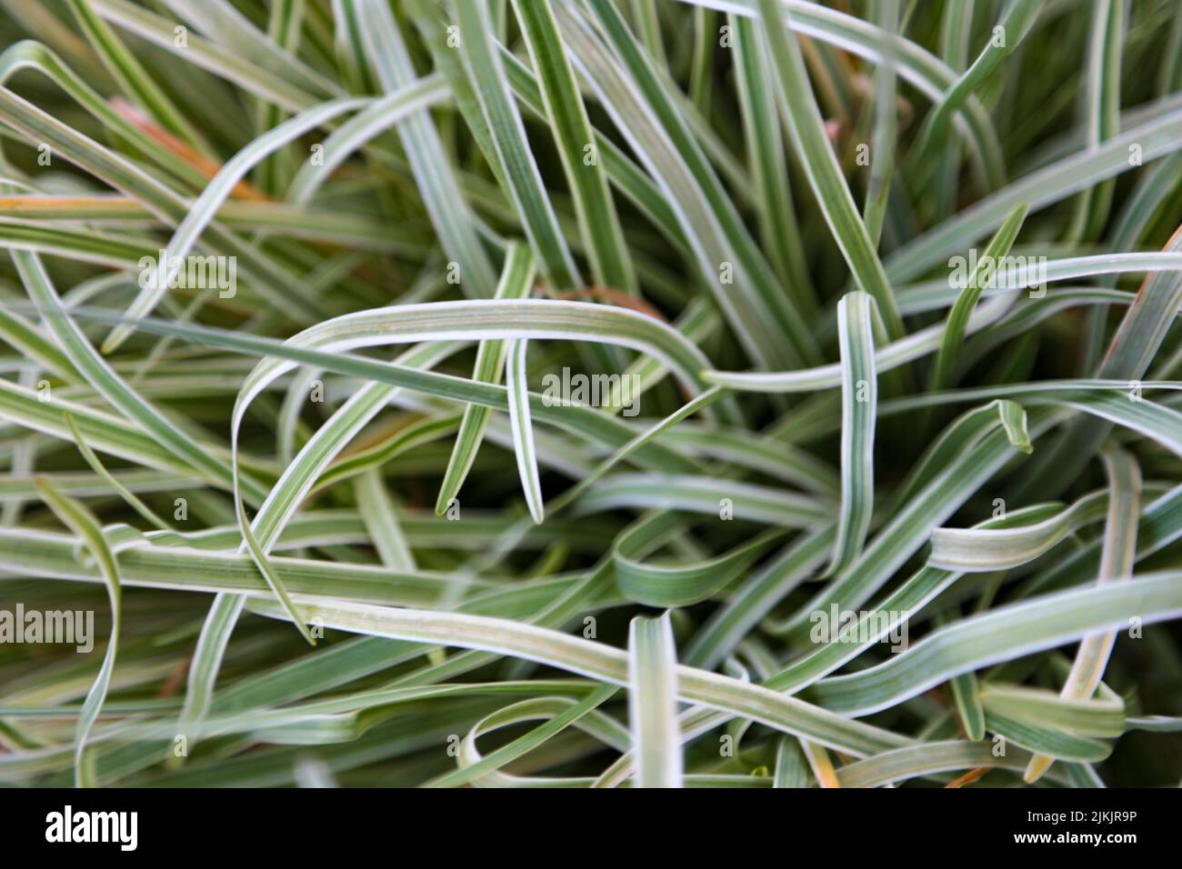 A closeup shot of reed canary grass leaves Stock Photo