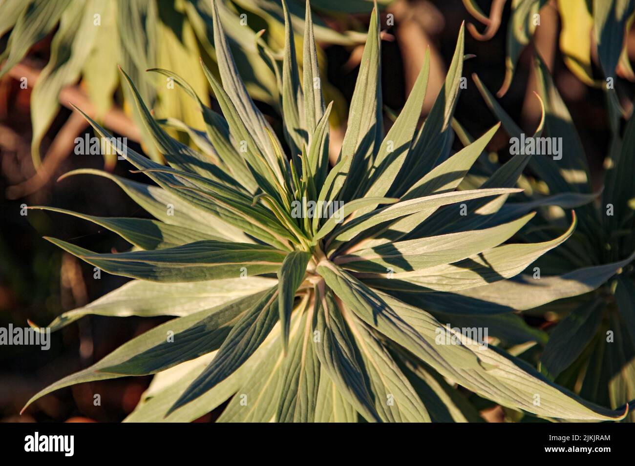 A closeup shot of a Dracaena plant Stock Photo