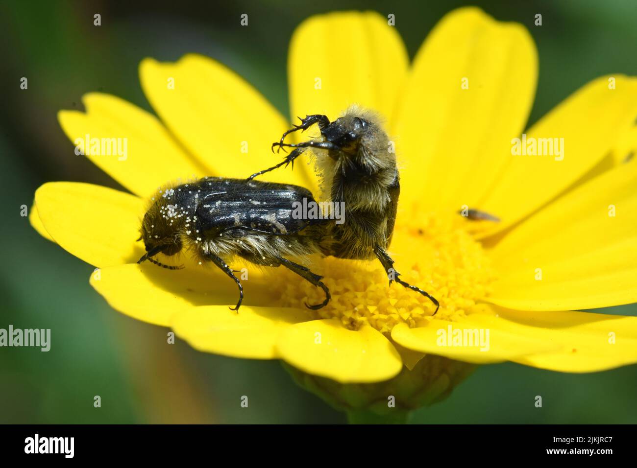 Black beetles mating on yellow flower Stock Photo