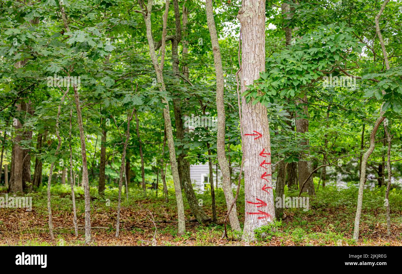 Large tree in woods with red arrows painted on its trunk Stock Photo