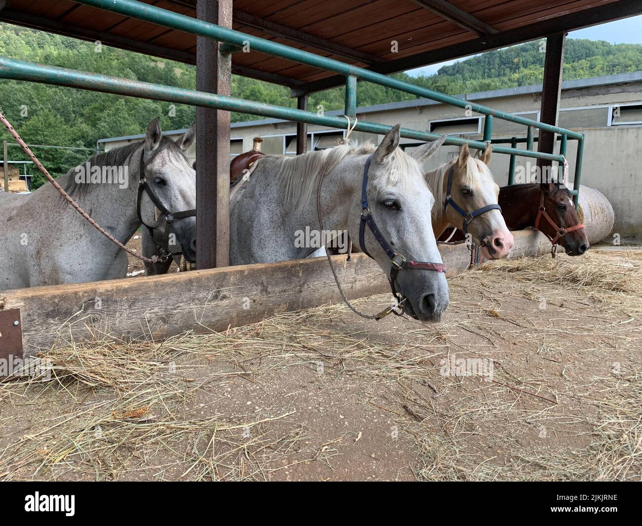 A group of beautiful farm horses feeding on hay. The breeder or rancher