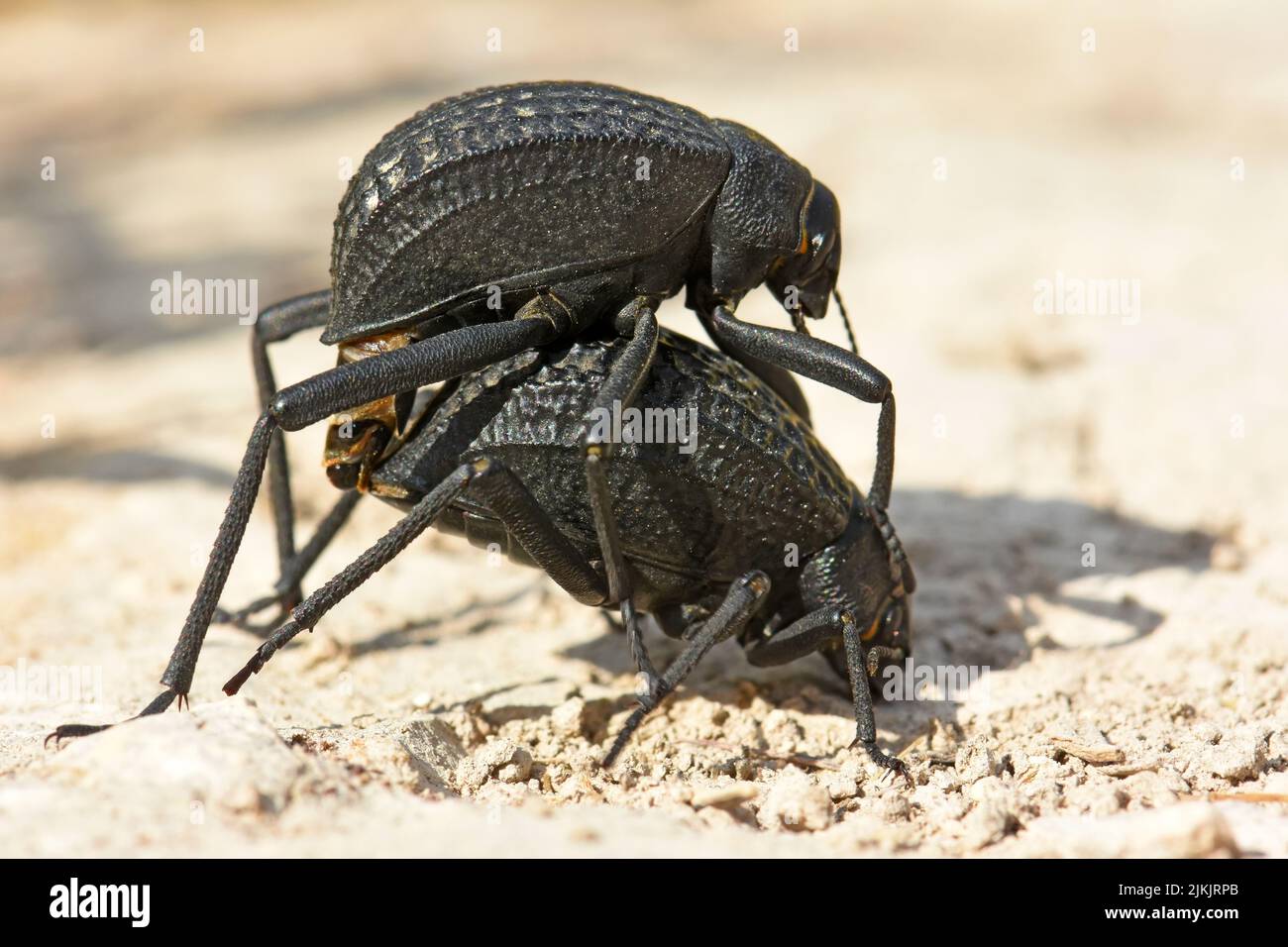 Black beetles mating in the desert Stock Photo
