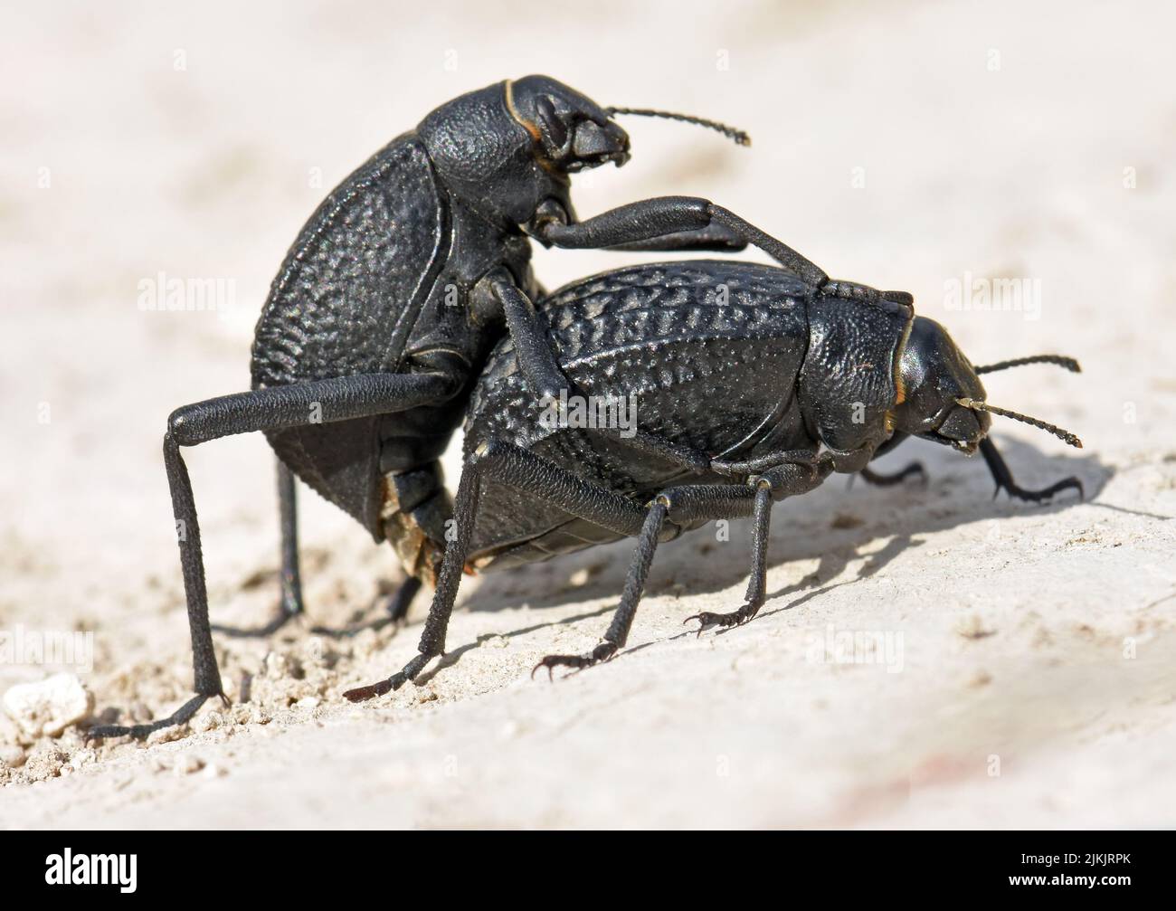 Black beetles mating in the desert Stock Photo