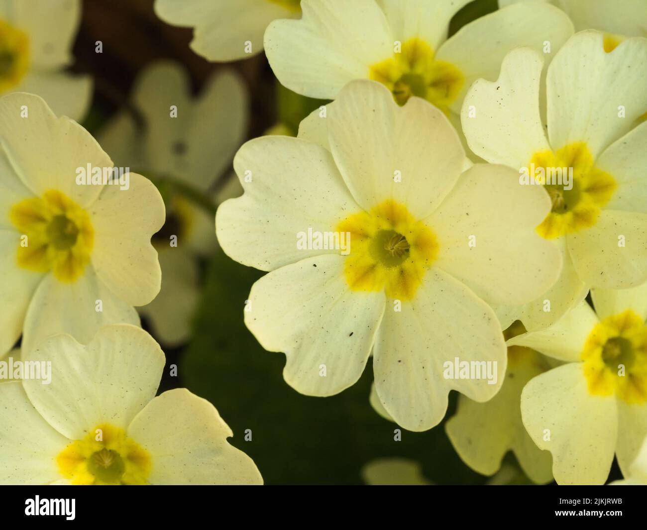 A closeup shot of blooming yellow primrose flowers Stock Photo