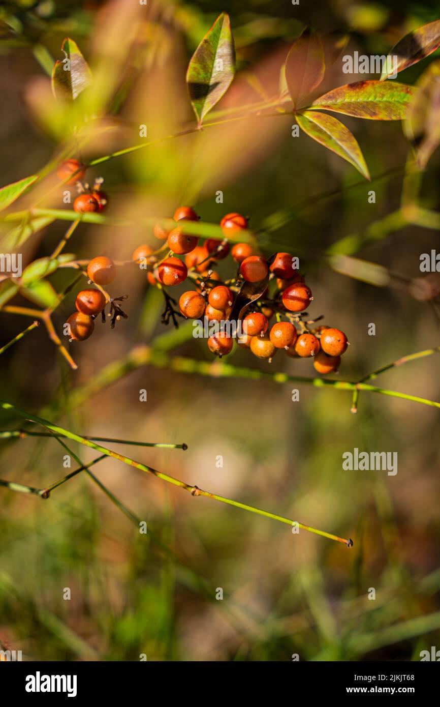 A shallow focus shot of Ripe Seeds Of Dracaena Fragrans with sunlight on the tree with leaves Stock Photo