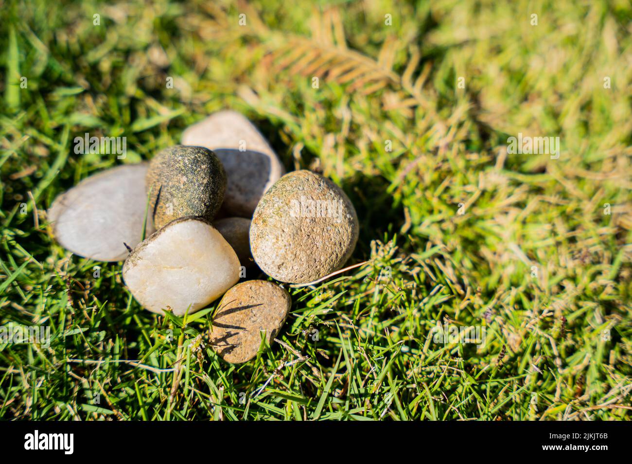 A closeup shot of white Living stones on grass field on a sunny day Stock Photo