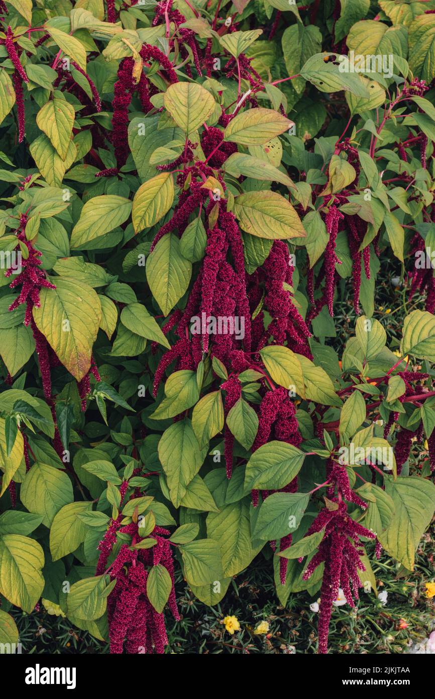 Love lies bleeding Amaranth Plant. Also Amaranthus, Amarant, Amarantos or Pigweed Stock Photo