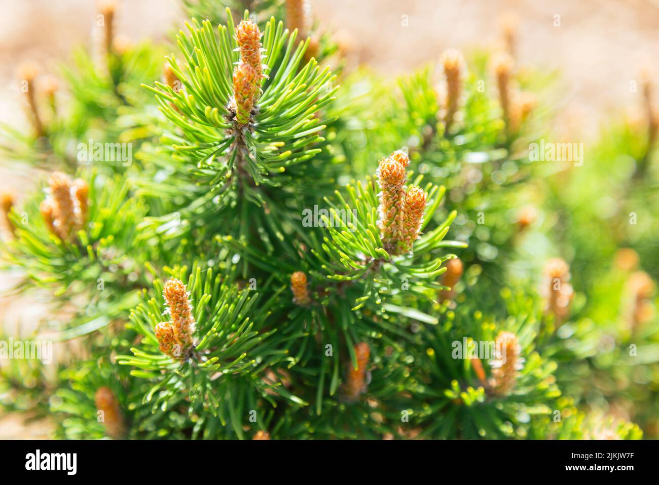 A budding mountain pine (pinus mugo) in spring. Selective focus. Stock Photo