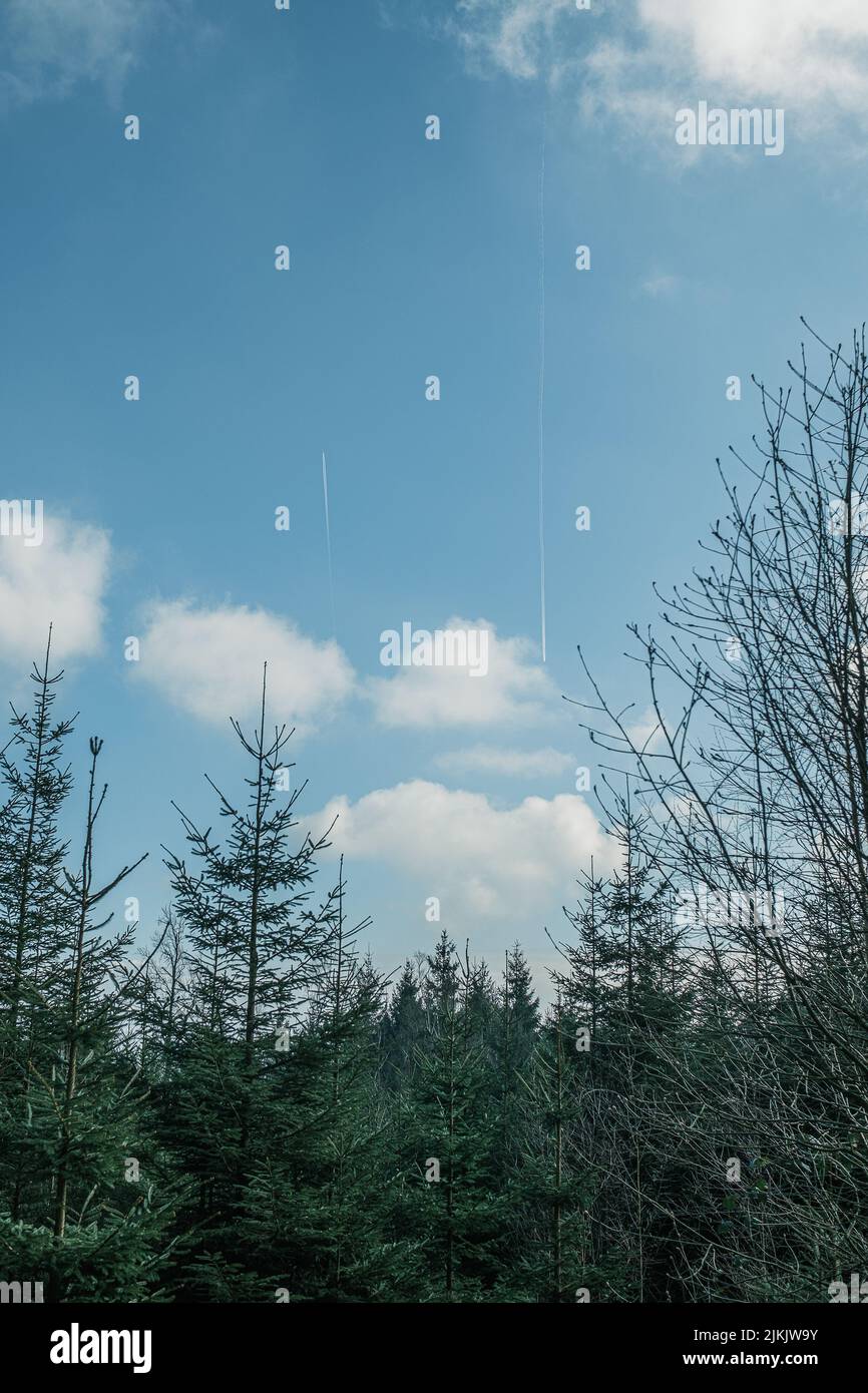A vertical shot of pine trees in a forest under the cloudy sky Stock ...