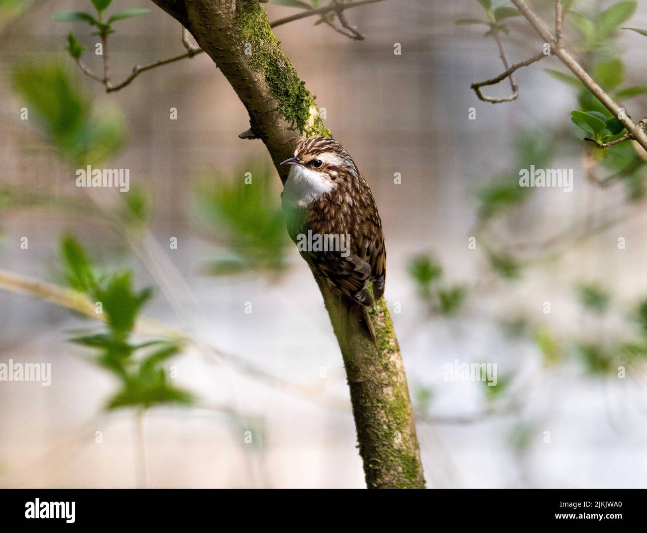 A closeup of a treecreeper bird perching on tree trunk in the garden Stock Photo