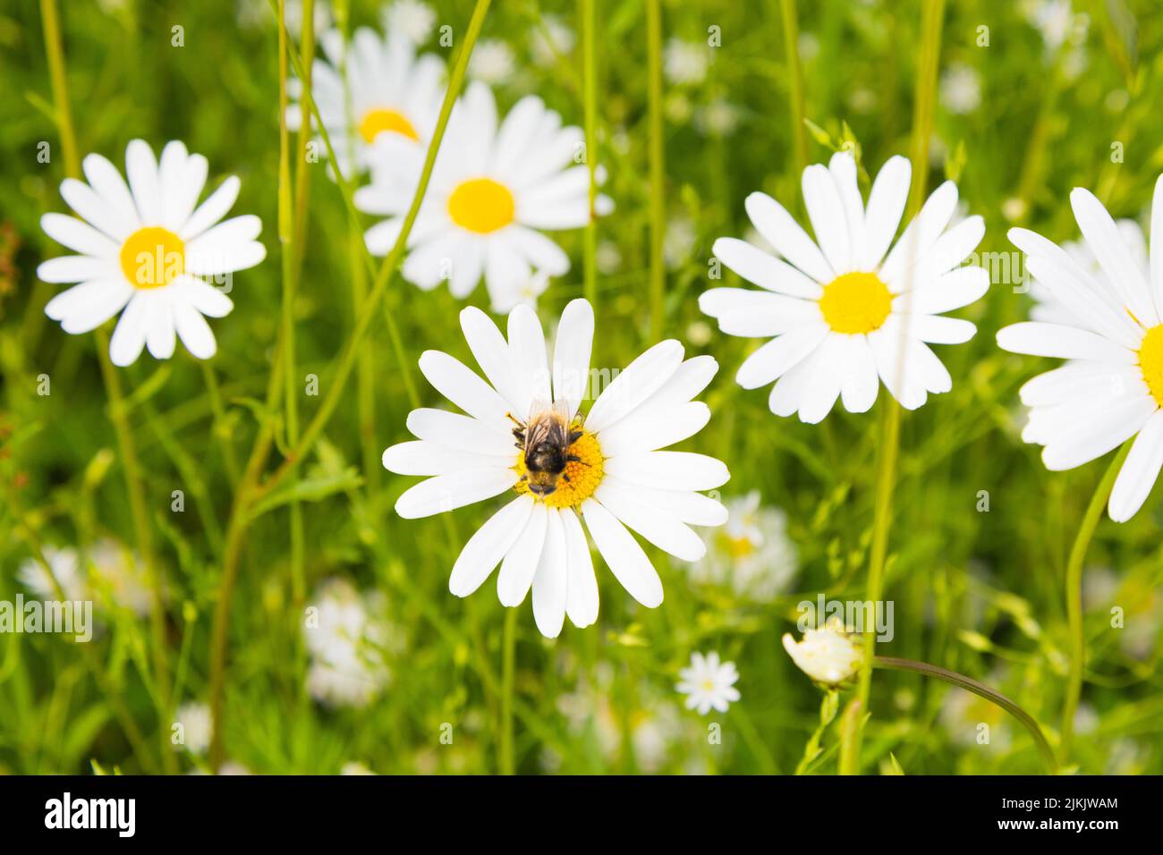 A honey bee pollinating a blooming daisy in summer. Stock Photo